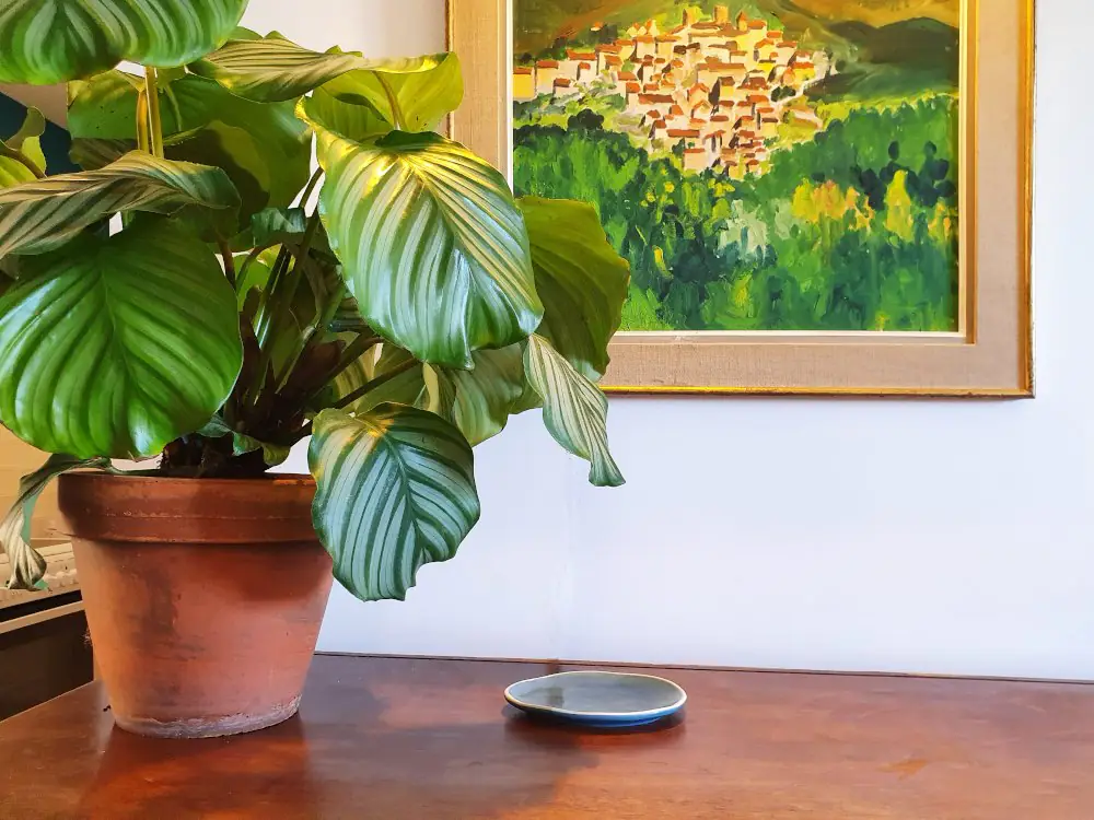 Gîte avec piscine pour 2 à 4 personnes proche de Carcassonne